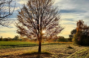 Bild von einem Baum