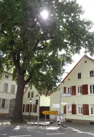 Link zu Foto
